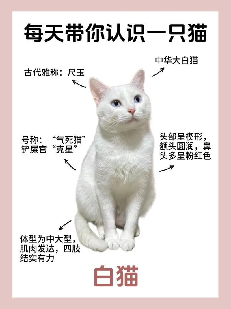 白色的猫咪品种有什么,白色的猫都有什么品种-第4张图片-后鲨宠物 白色的猫咪品种有什么,白色的猫都有什么品种-第4张图片-后鲨宠物
