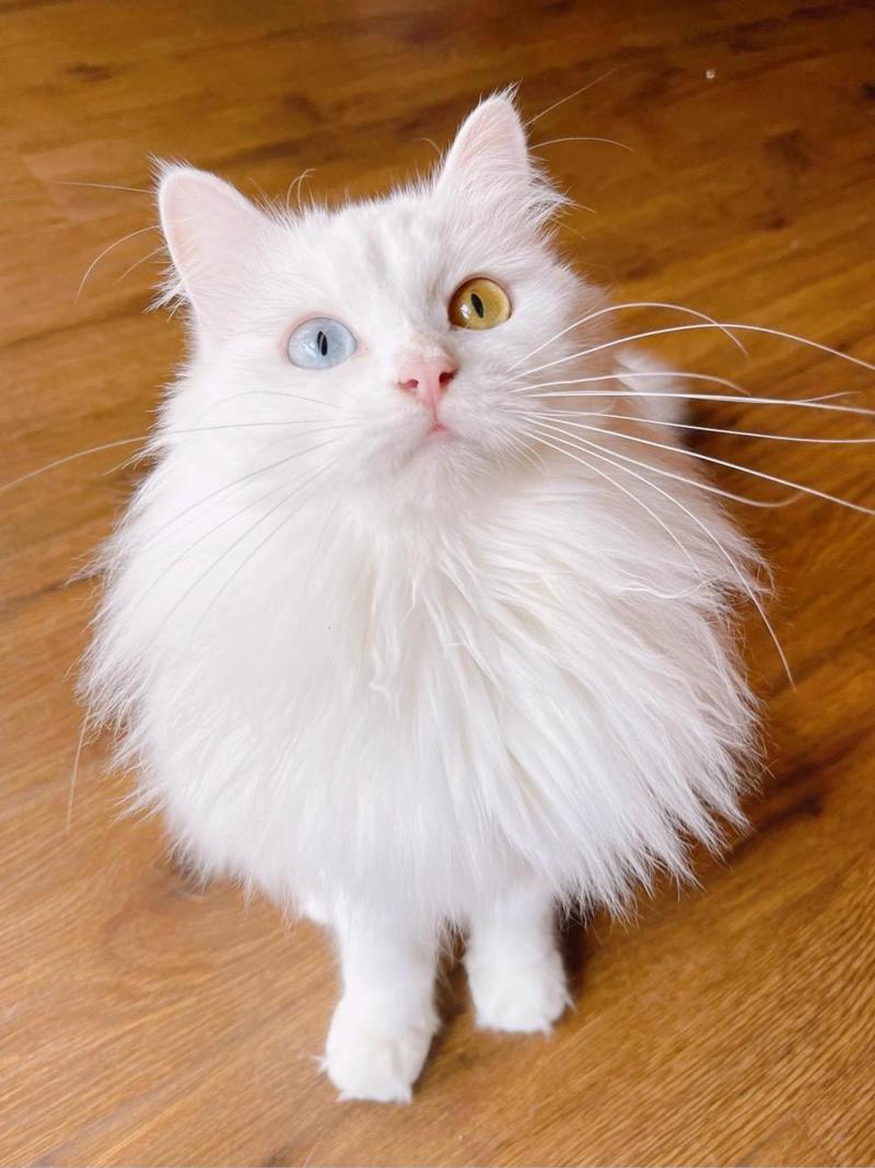 白色的猫咪品种有什么,白色的猫都有什么品种-第5张图片-后鲨宠物 白色的猫咪品种有什么,白色的猫都有什么品种-第5张图片-后鲨宠物