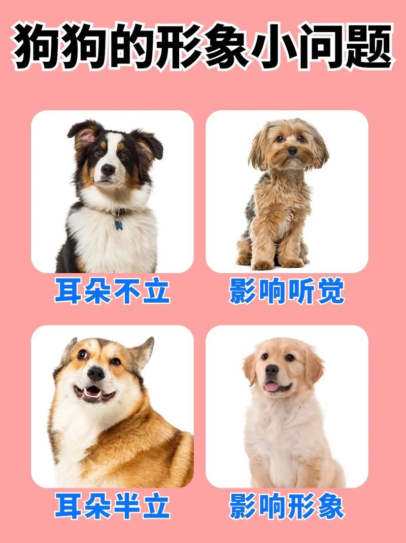 狗狗不立耳怎么办,狗狗不立耳有什么影响-第1张图片-后鲨宠物 狗狗不立耳怎么办,狗狗不立耳有什么影响-第1张图片-后鲨宠物