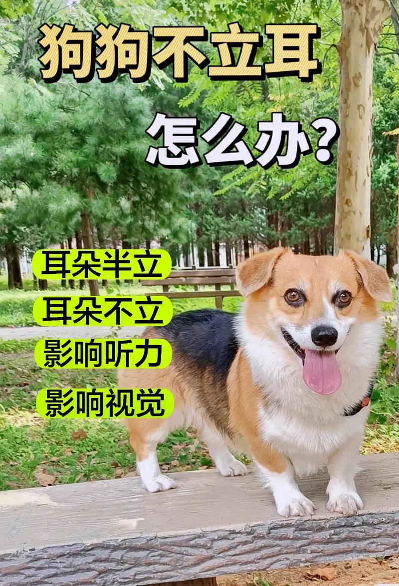 狗狗不立耳怎么办,狗狗不立耳有什么影响-第2张图片-后鲨宠物 狗狗不立耳怎么办,狗狗不立耳有什么影响-第2张图片-后鲨宠物