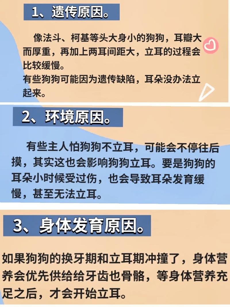 狗狗不立耳怎么办,狗狗不立耳有什么影响-第4张图片-后鲨宠物 狗狗不立耳怎么办,狗狗不立耳有什么影响-第4张图片-后鲨宠物