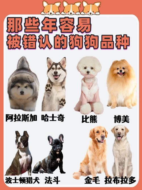 狗狗不立耳怎么办,狗狗不立耳有什么影响-第5张图片-后鲨宠物 狗狗不立耳怎么办,狗狗不立耳有什么影响-第5张图片-后鲨宠物