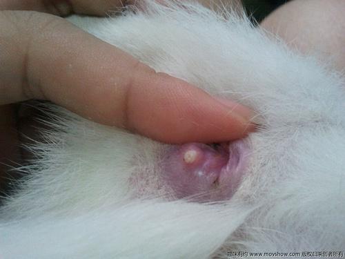  猫咪肛门口有个白色米粒，猫咪肛门口有个白色米粒怎么回事