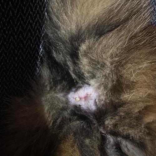 猫咪肛门口有个白色米粒,猫咪肛门口有个白色米粒怎么回事-第2张图片-后鲨宠物 猫咪肛门口有个白色米粒,猫咪肛门口有个白色米粒怎么回事-第2张图片-后鲨宠物