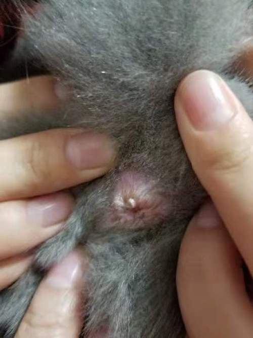 猫咪肛门口有个白色米粒,猫咪肛门口有个白色米粒怎么回事-第5张图片-后鲨宠物 猫咪肛门口有个白色米粒,猫咪肛门口有个白色米粒怎么回事-第5张图片-后鲨宠物