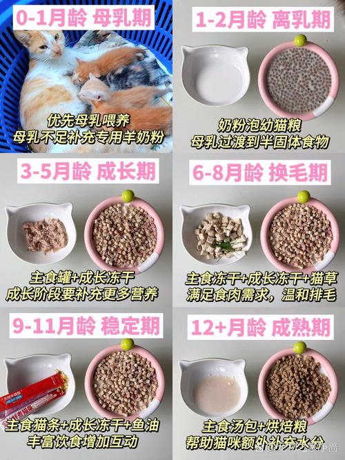 哺乳期的猫咪吃什么好,哺乳期间的猫咪吃什么好-第4张图片-后鲨宠物 哺乳期的猫咪吃什么好,哺乳期间的猫咪吃什么好-第4张图片-后鲨宠物