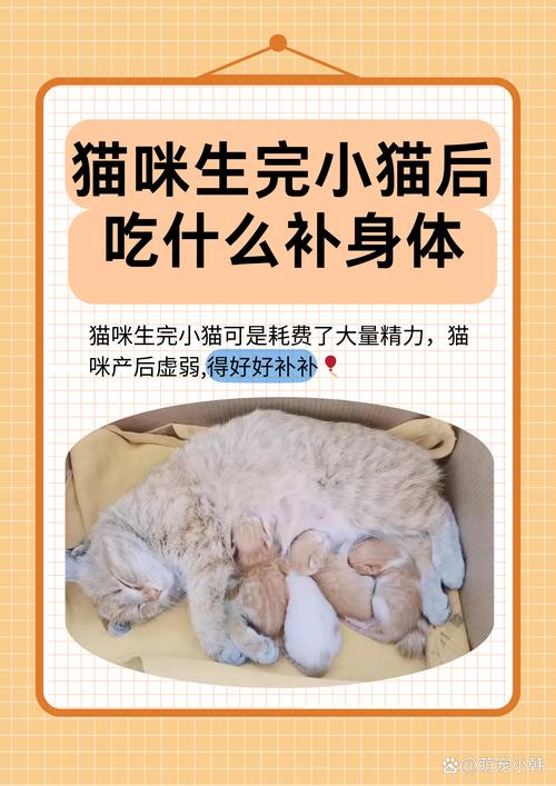 哺乳期的猫咪吃什么好,哺乳期间的猫咪吃什么好-第5张图片-后鲨宠物 哺乳期的猫咪吃什么好,哺乳期间的猫咪吃什么好-第5张图片-后鲨宠物