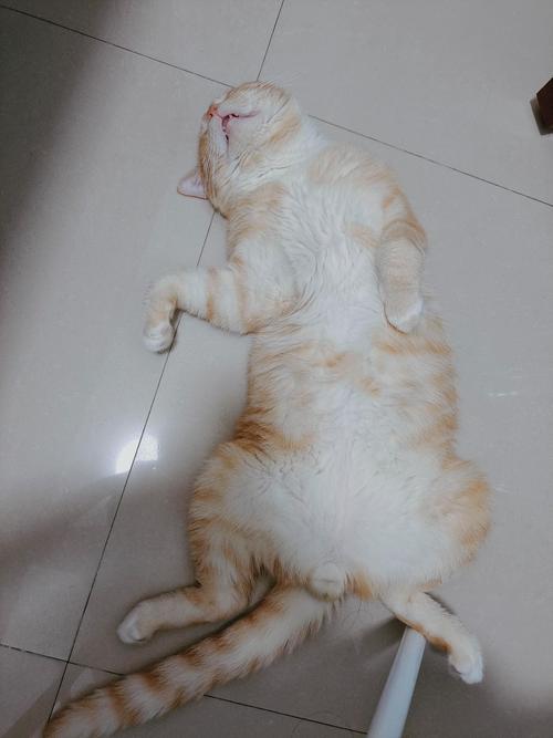 猫咪睡觉时抽搐颤抖,猫咪睡觉时抽搐颤抖正常吗?-第5张图片-后鲨宠物 猫咪睡觉时抽搐颤抖,猫咪睡觉时抽搐颤抖正常吗?-第5张图片-后鲨宠物