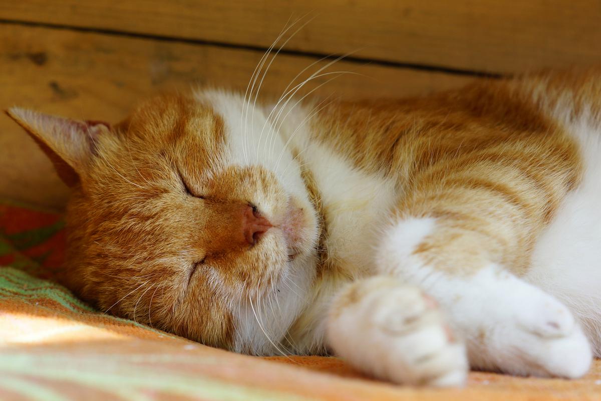 猫咪睡觉时抽搐颤抖,猫咪睡觉时抽搐颤抖正常吗?-第6张图片-后鲨宠物 猫咪睡觉时抽搐颤抖,猫咪睡觉时抽搐颤抖正常吗?-第6张图片-后鲨宠物