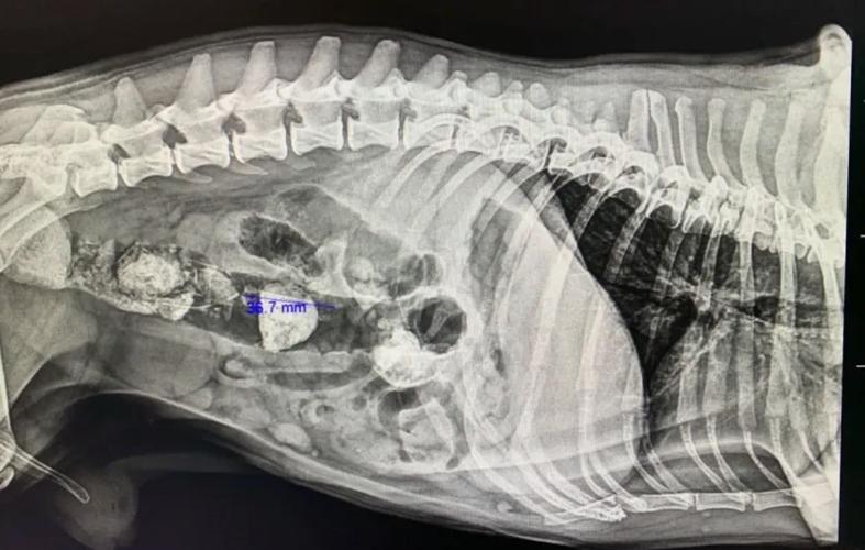 狗狗肠子堵住了怎么办_狗肠子堵住了大便不出来-第2张图片-后鲨宠物 狗狗肠子堵住了怎么办_狗肠子堵住了大便不出来-第2张图片-后鲨宠物