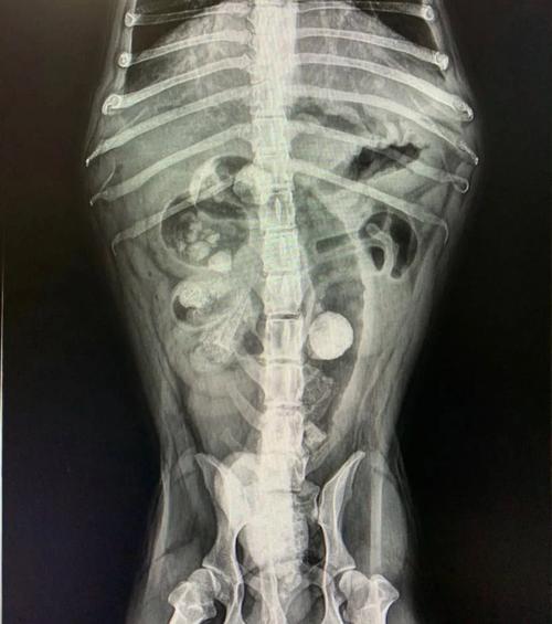 狗狗肠子堵住了怎么办_狗肠子堵住了大便不出来-第5张图片-后鲨宠物 狗狗肠子堵住了怎么办_狗肠子堵住了大便不出来-第5张图片-后鲨宠物