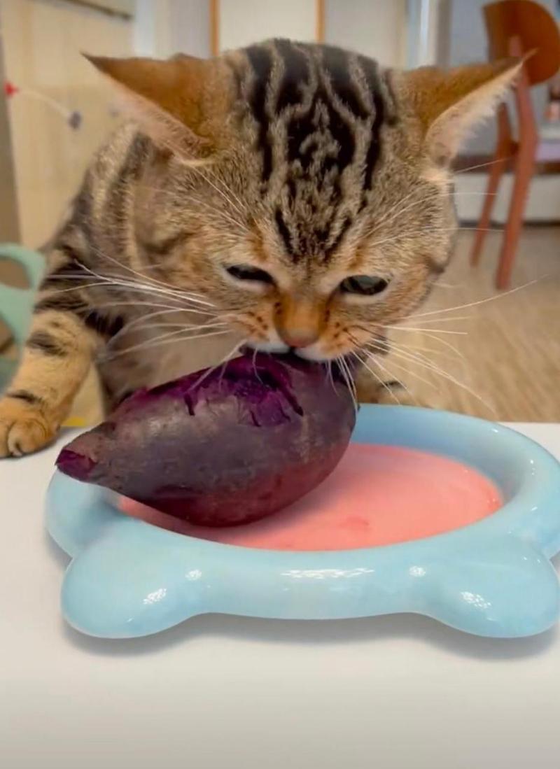 猫咪可以吃紫薯,猫咪可以吃紫薯面包吗-第1张图片-后鲨宠物 猫咪可以吃紫薯,猫咪可以吃紫薯面包吗-第1张图片-后鲨宠物
