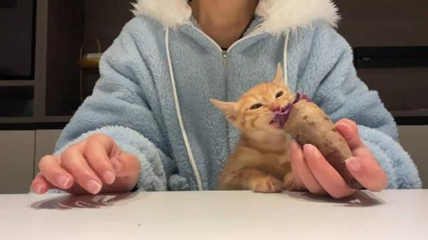 猫咪可以吃紫薯,猫咪可以吃紫薯面包吗-第4张图片-后鲨宠物 猫咪可以吃紫薯,猫咪可以吃紫薯面包吗-第4张图片-后鲨宠物