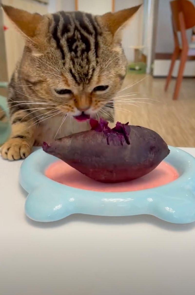 猫咪可以吃紫薯,猫咪可以吃紫薯面包吗-第5张图片-后鲨宠物 猫咪可以吃紫薯,猫咪可以吃紫薯面包吗-第5张图片-后鲨宠物