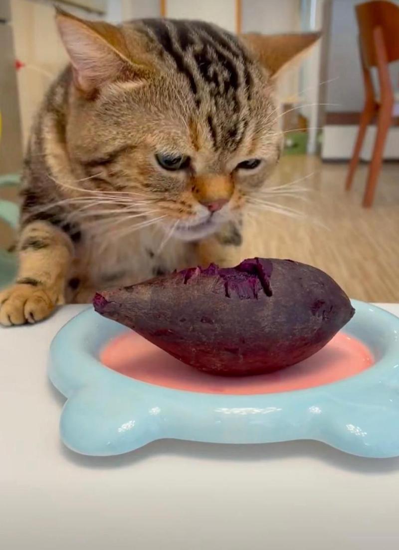 猫咪可以吃紫薯,猫咪可以吃紫薯面包吗-第6张图片-后鲨宠物 猫咪可以吃紫薯,猫咪可以吃紫薯面包吗-第6张图片-后鲨宠物