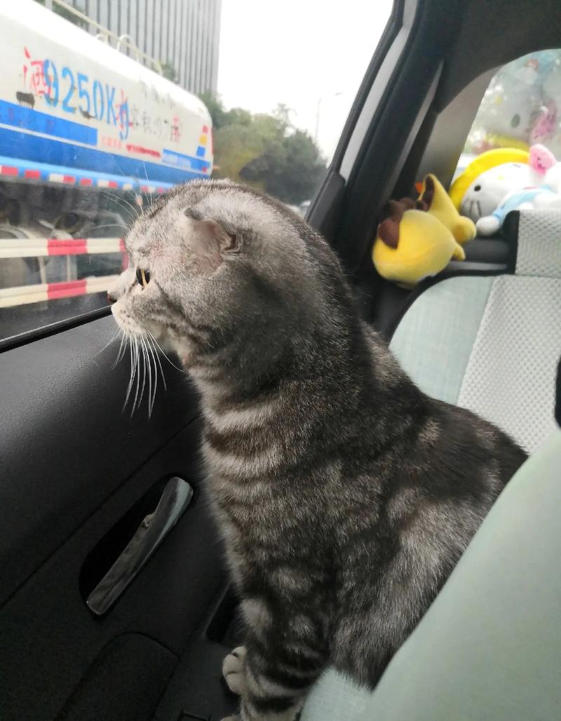 猫咪可以带上大巴吗,猫咪可以带上长途大巴车吗?-第2张图片-后鲨宠物 猫咪可以带上大巴吗,猫咪可以带上长途大巴车吗?-第2张图片-后鲨宠物