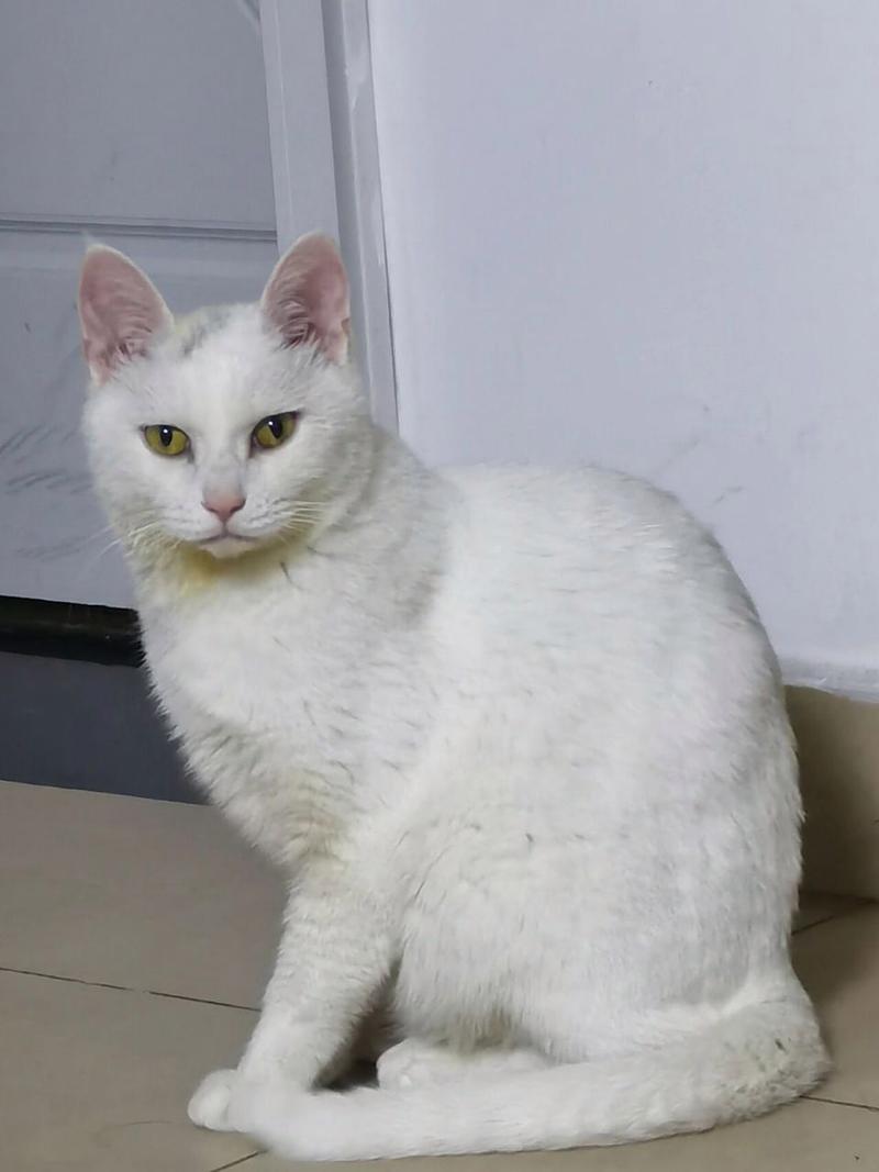 猫咪可以带上大巴吗,猫咪可以带上长途大巴车吗?-第4张图片-后鲨宠物 猫咪可以带上大巴吗,猫咪可以带上长途大巴车吗?-第4张图片-后鲨宠物