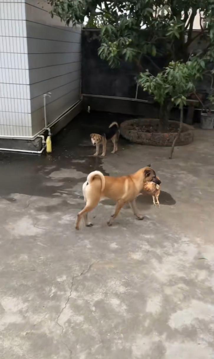 怎么训练狗狗不咬鸡_如何教狗不咬鸡-第2张图片-后鲨宠物 怎么训练狗狗不咬鸡_如何教狗不咬鸡-第2张图片-后鲨宠物