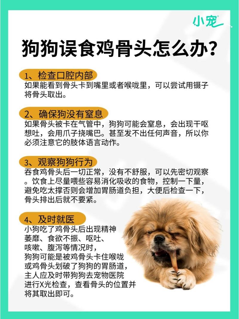 怎么训练狗狗不咬鸡_如何教狗不咬鸡-第3张图片-后鲨宠物 怎么训练狗狗不咬鸡_如何教狗不咬鸡-第3张图片-后鲨宠物
