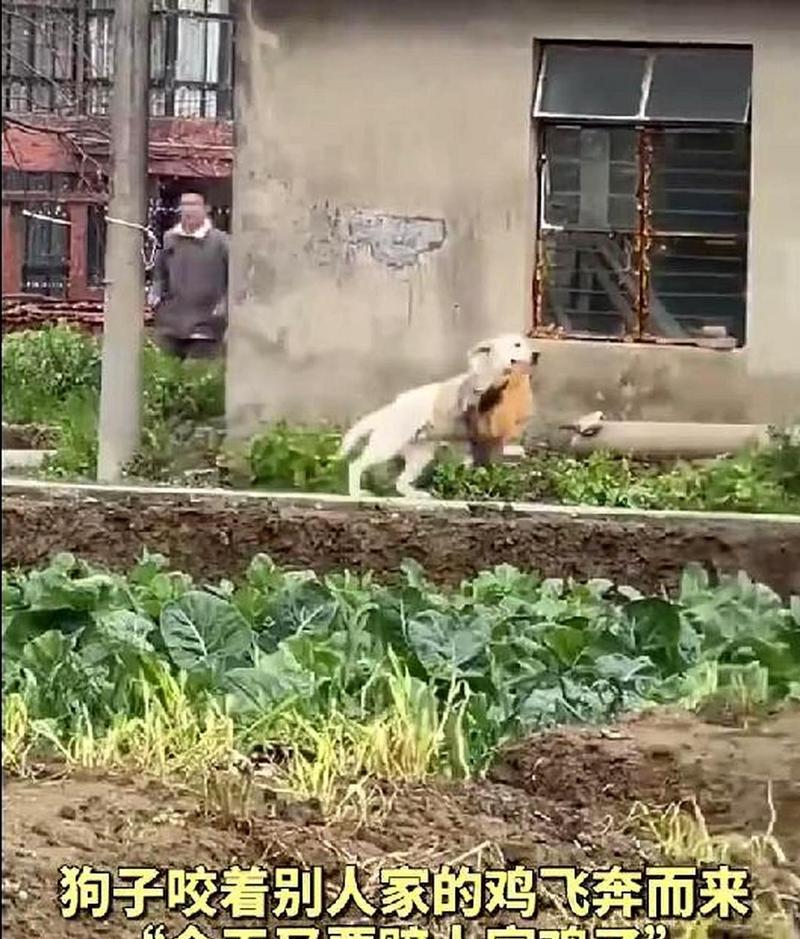 怎么训练狗狗不咬鸡_如何教狗不咬鸡-第4张图片-后鲨宠物 怎么训练狗狗不咬鸡_如何教狗不咬鸡-第4张图片-后鲨宠物