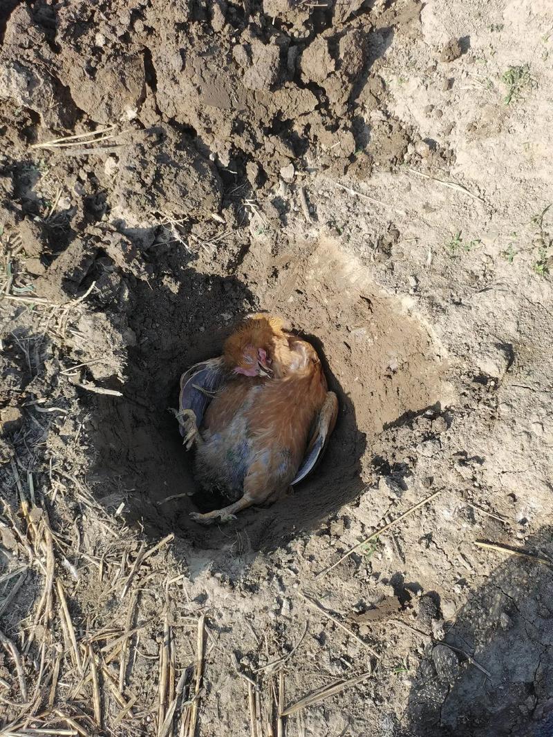 怎么训练狗狗不咬鸡_如何教狗不咬鸡-第5张图片-后鲨宠物 怎么训练狗狗不咬鸡_如何教狗不咬鸡-第5张图片-后鲨宠物