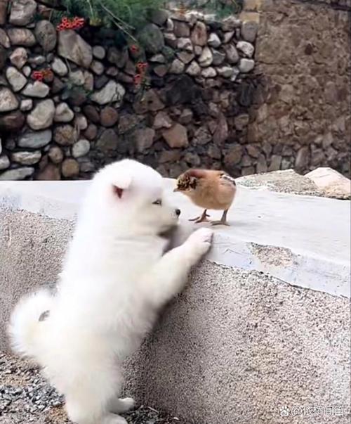 怎么训练狗狗不咬鸡_如何教狗不咬鸡-第6张图片-后鲨宠物 怎么训练狗狗不咬鸡_如何教狗不咬鸡-第6张图片-后鲨宠物