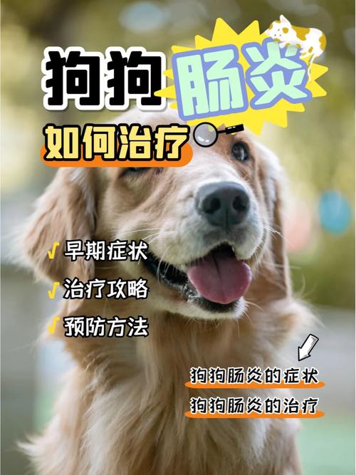 狗狗结肠炎的症状_狗狗结肠炎怎么治-第3张图片-后鲨宠物 狗狗结肠炎的症状_狗狗结肠炎怎么治-第3张图片-后鲨宠物