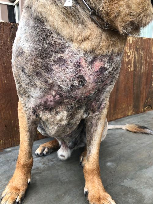 狗狗结肠炎的症状_狗狗结肠炎怎么治-第5张图片-后鲨宠物 狗狗结肠炎的症状_狗狗结肠炎怎么治-第5张图片-后鲨宠物