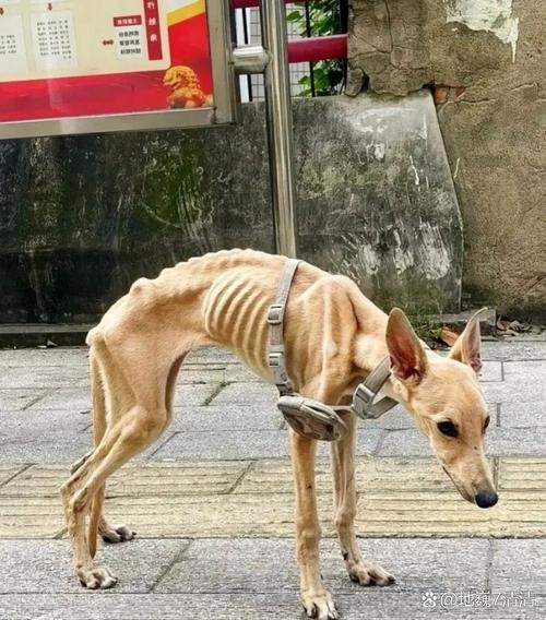 狗狗多大能吃骨头_狗狗多大吃骨头比较好