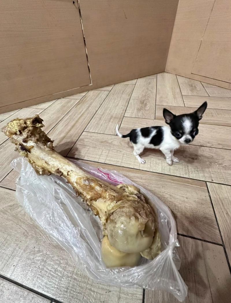 狗狗多大能吃骨头_狗狗多大吃骨头比较好-第3张图片-后鲨宠物 狗狗多大能吃骨头_狗狗多大吃骨头比较好-第3张图片-后鲨宠物