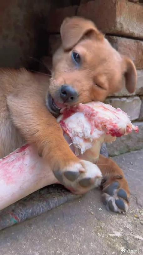 狗狗多大能吃骨头_狗狗多大吃骨头比较好-第6张图片-后鲨宠物 狗狗多大能吃骨头_狗狗多大吃骨头比较好-第6张图片-后鲨宠物