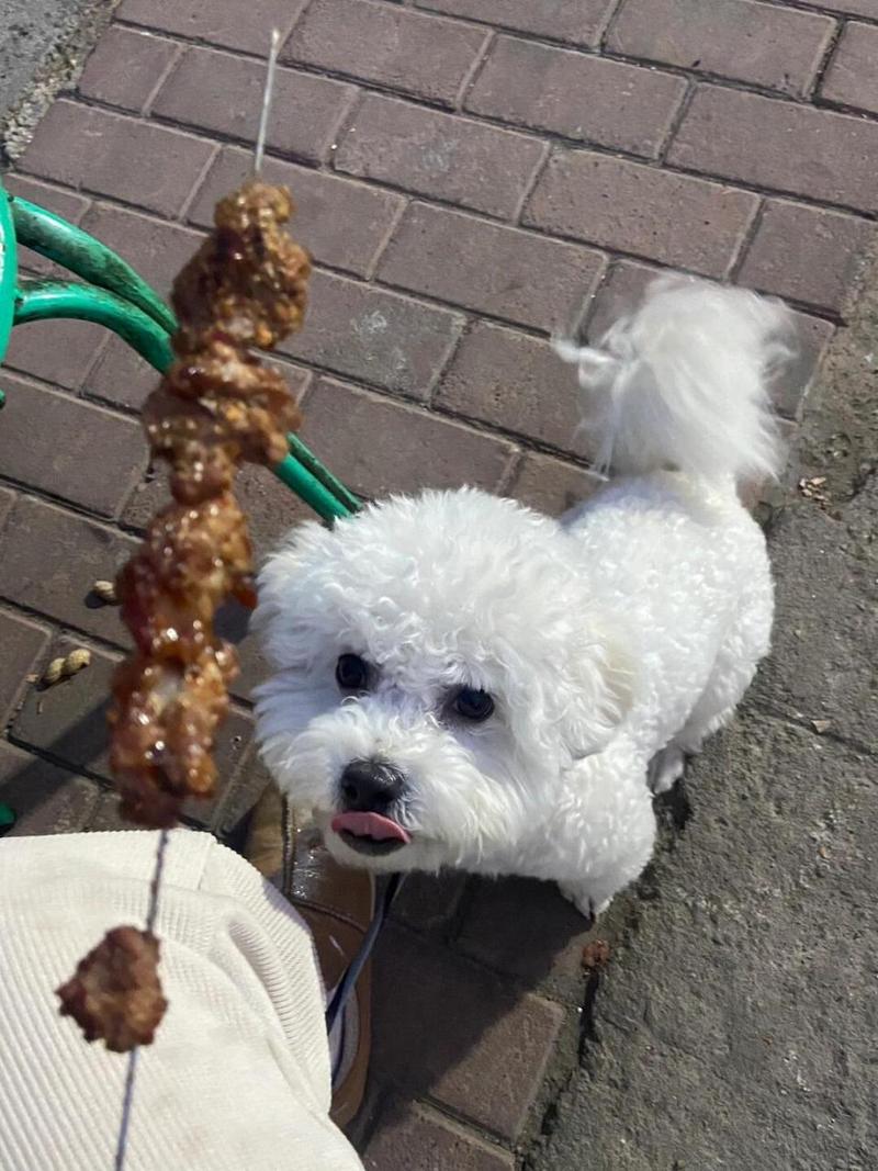 狗狗可以吃羊肉吗，泰迪狗狗可以吃羊肉吗？