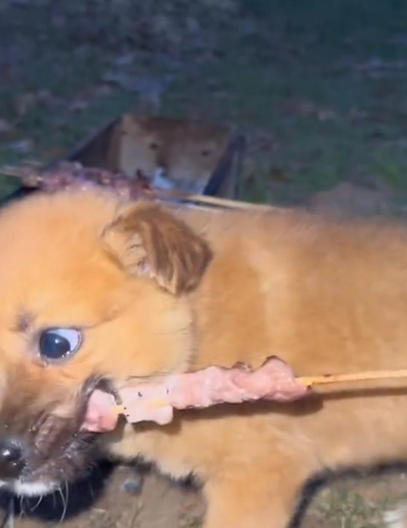 狗狗可以吃羊肉吗,泰迪狗狗可以吃羊肉吗?-第5张图片-后鲨宠物 狗狗可以吃羊肉吗,泰迪狗狗可以吃羊肉吗?-第5张图片-后鲨宠物