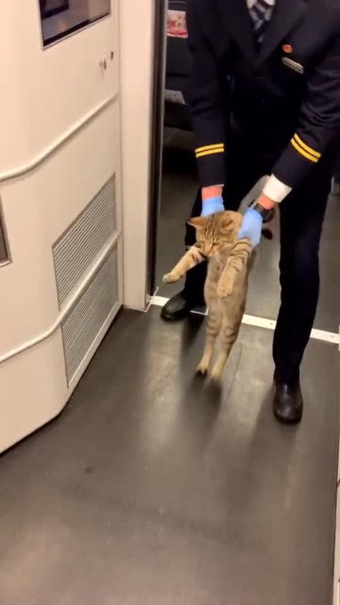 高铁能带猫咪吗_高铁能带猫咪吗放在猫包里-第3张图片-后鲨宠物 高铁能带猫咪吗_高铁能带猫咪吗放在猫包里-第3张图片-后鲨宠物