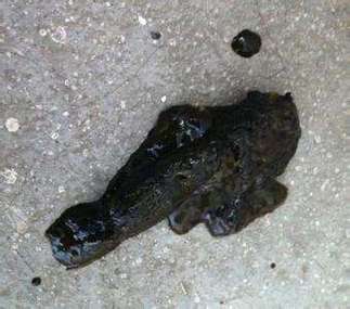  狗狗拉屎黑色什么原因，狗狗拉屎拉黑色的怎么回事-第4张图片-后鲨宠物