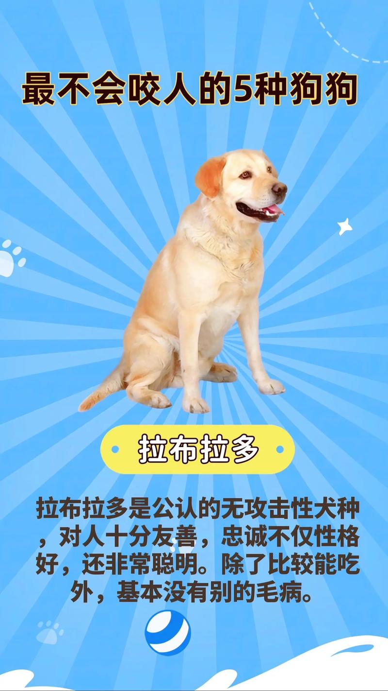 怎么教育狗狗不咬人_怎么教育狗子不咬人-第1张图片-后鲨宠物 怎么教育狗狗不咬人_怎么教育狗子不咬人-第1张图片-后鲨宠物