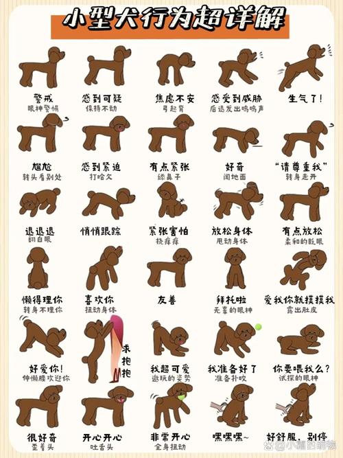 怎么教育狗狗不咬人_怎么教育狗子不咬人-第4张图片-后鲨宠物 怎么教育狗狗不咬人_怎么教育狗子不咬人-第4张图片-后鲨宠物