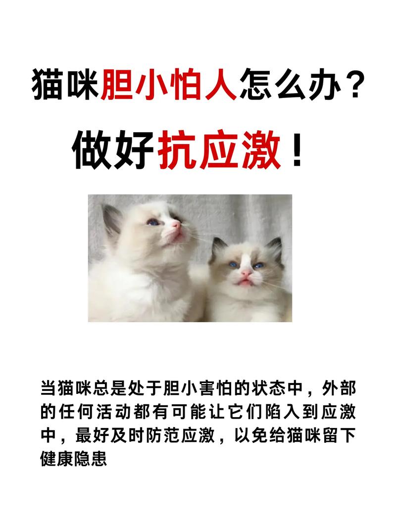猫咪害怕怎么办,猫极度害怕-第4张图片-后鲨宠物 猫咪害怕怎么办,猫极度害怕-第4张图片-后鲨宠物