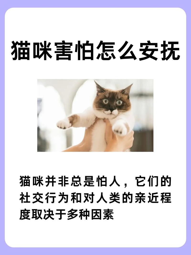 猫咪害怕怎么办,猫极度害怕-第5张图片-后鲨宠物 猫咪害怕怎么办,猫极度害怕-第5张图片-后鲨宠物