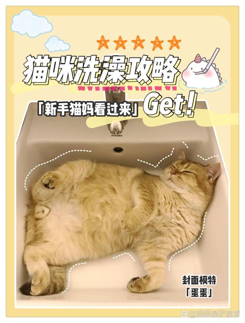  小猫咪能洗澡吗，给猫咪洗澡的正确方法-第5张图片-后鲨宠物