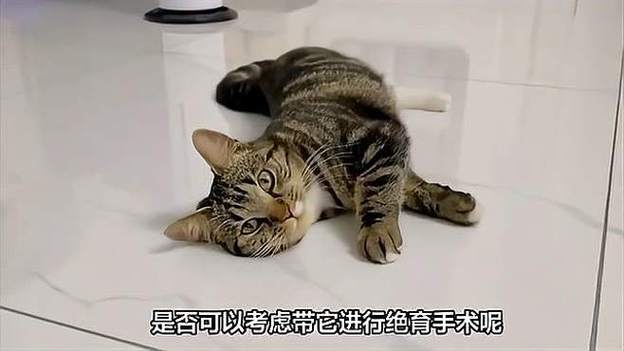 猫咪发情期间能做绝育吗_猫咪发情期间能不能绝育-第5张图片-后鲨宠物 猫咪发情期间能做绝育吗_猫咪发情期间能不能绝育-第5张图片-后鲨宠物
