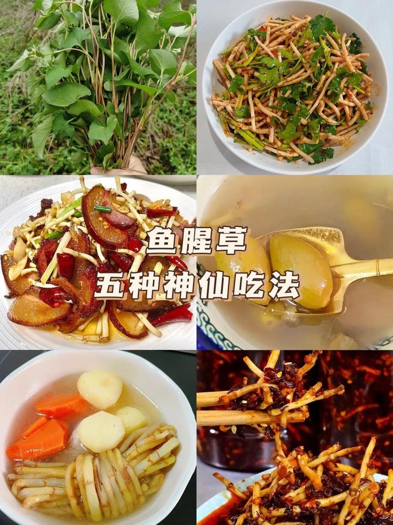 狗狗能吃鱼腥草吗_狗可以吃鱼腥草片吗-第2张图片-后鲨宠物 狗狗能吃鱼腥草吗_狗可以吃鱼腥草片吗-第2张图片-后鲨宠物