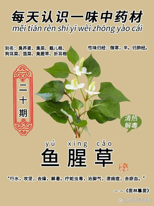 狗狗能吃鱼腥草吗_狗可以吃鱼腥草片吗-第4张图片-后鲨宠物 狗狗能吃鱼腥草吗_狗可以吃鱼腥草片吗-第4张图片-后鲨宠物