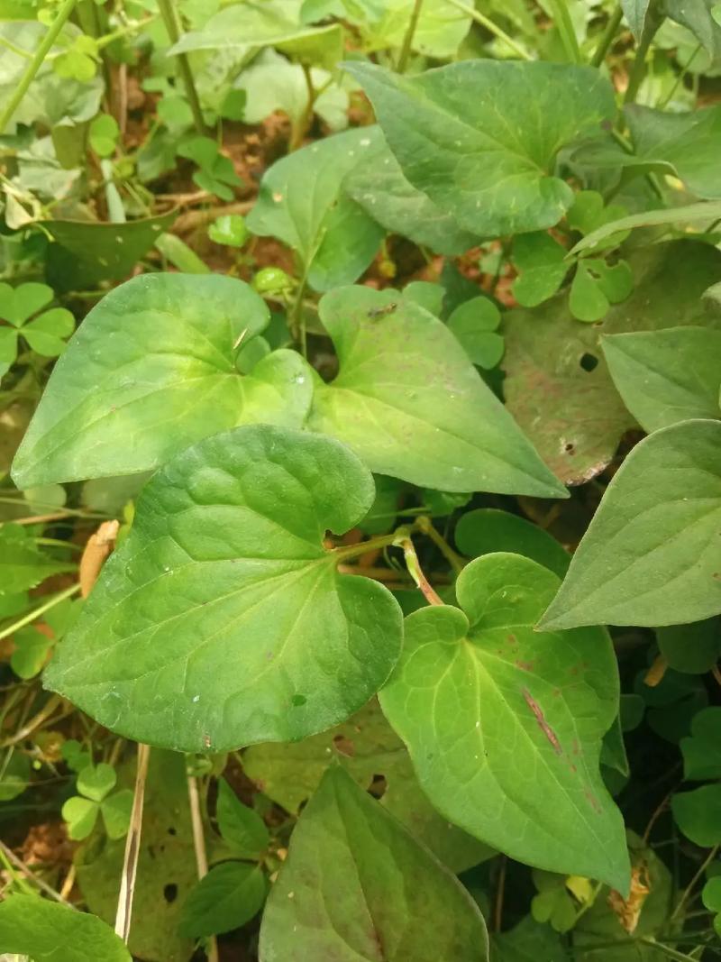 狗狗能吃鱼腥草吗_狗可以吃鱼腥草片吗-第3张图片-后鲨宠物 狗狗能吃鱼腥草吗_狗可以吃鱼腥草片吗-第3张图片-后鲨宠物