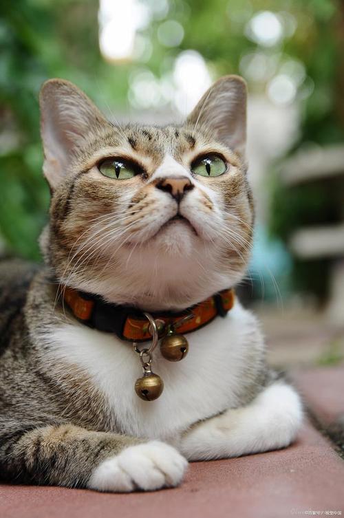 猫咪能带铃铛吗_猫能带玲铛吗