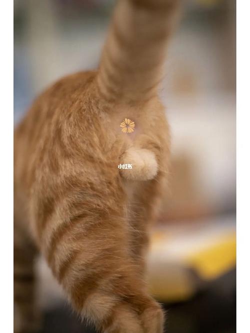 猫咪能带铃铛吗_猫能带玲铛吗-第2张图片-后鲨宠物 猫咪能带铃铛吗_猫能带玲铛吗-第2张图片-后鲨宠物