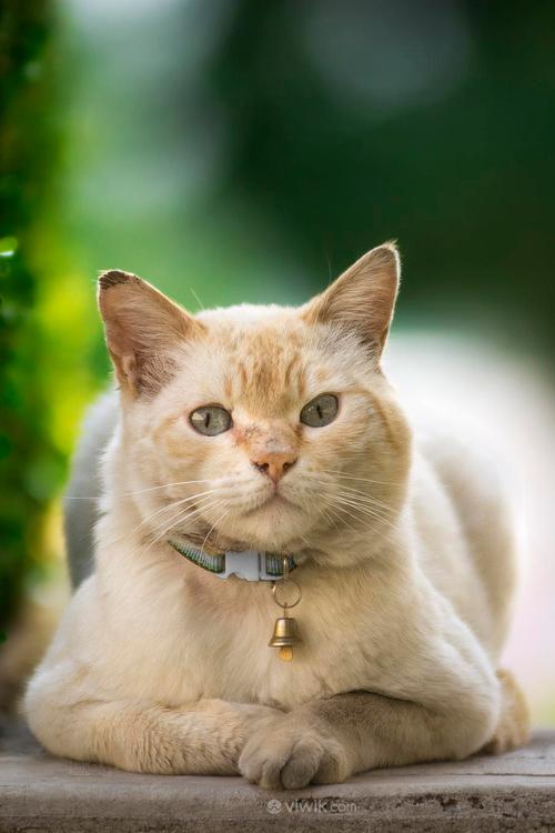 猫咪能带铃铛吗_猫能带玲铛吗-第4张图片-后鲨宠物 猫咪能带铃铛吗_猫能带玲铛吗-第4张图片-后鲨宠物