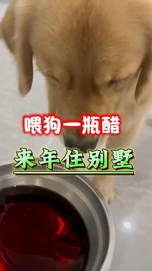 狗狗可以喝醋吗,狗狗可以喝醋吗为什么?-第5张图片-后鲨宠物 狗狗可以喝醋吗,狗狗可以喝醋吗为什么?-第5张图片-后鲨宠物