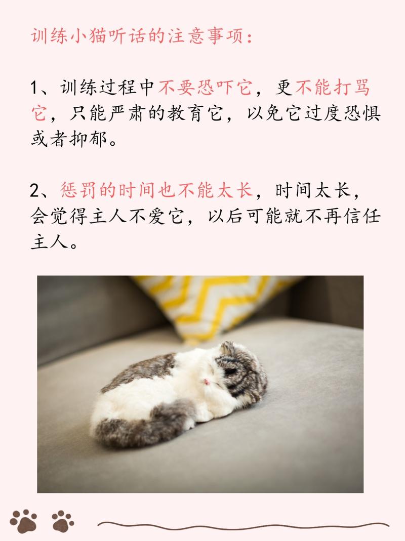 怎样让猫咪听话,怎样让猫咪听话懂事?-第3张图片-后鲨宠物 怎样让猫咪听话,怎样让猫咪听话懂事?-第3张图片-后鲨宠物