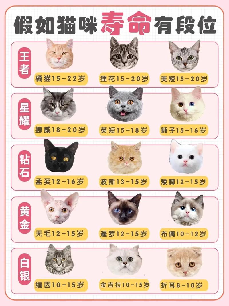 猫咪的寿命怎么算_猫的寿命怎么看-第4张图片-后鲨宠物 猫咪的寿命怎么算_猫的寿命怎么看-第4张图片-后鲨宠物